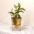Lifelong Metal Plant Stand Indoor Planter Pot with Stand, Decorative Plant Holder for Living Room Bedroom Office, Minimalist Home Decor, Small Flower Pot Stand for Tabletop Indoor Plants