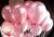 Amfin® (Pack Of 25) 10 Inch Metallic Balloons Pink For Birthday Decoration, Decoration For Weddings, Engagement, Anniversary – Light Pink