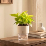 Kyari Golden Money Plant Indoor Live Plant with White Self Watering Pot 4 Inch – Money Plant Indoor Live Plant with Pot for Home, Living Room – Lucky Vastu Air Purifying Plant