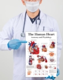 Tamatina Wall Posters | Educational Posters | Biology | Anatomy | Hospitals | Study | School | College | Laminated | Tearproof |Size-45X30 cms.a4790