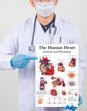 Tamatina Wall Posters | Educational Posters | Biology | Anatomy | Hospitals | Study | School | College | Laminated | Tearproof |Size-45X30 cms.a4790