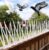 XONOV Bird and Pigeon Spikes, Pigeon Control Spikes Anti Bird Plastic Spikes for AC Balcony Railing Window Home Protection from Pigeon Dog Monkey Crow Kabootar Transparent (Pack of 10 (13 Inch))