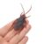 Rock World Cockroaches Prank Life Like April Fool Toy Fake Cockroach Prank Trick Toys Looks Real (Brown) For Kids Cockroach Prank Toy Suitable For Kids To Play And Give As Gifts (Pack Of 1)