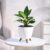 Ugaoo Peace Lily Live Indoor Plant for Living room (Spathiphyllum Plant) with Lagos Self Watering Pot (White, Small)